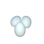 بيض